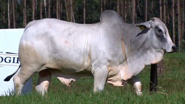 Lote 70