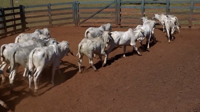 Lote 12C