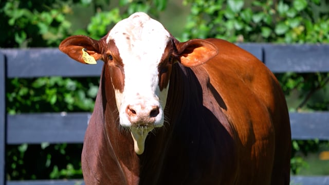 Lote 74