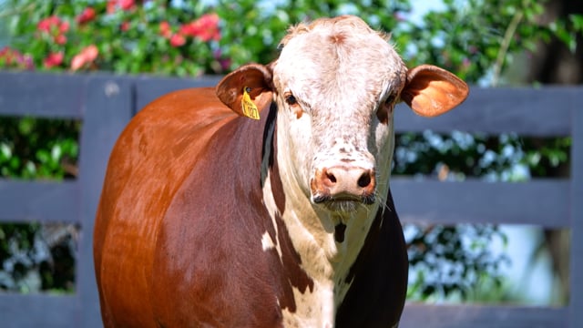 Lote 78