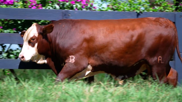 Lote 83