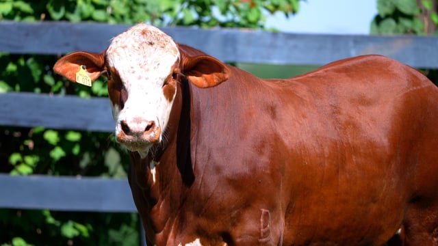 Lote 85