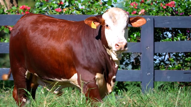 Lote 89