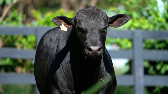 Lote 94
