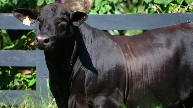 Lote 95