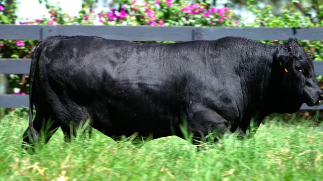 Lote 98