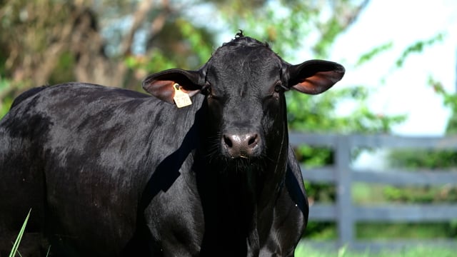 Lote 99