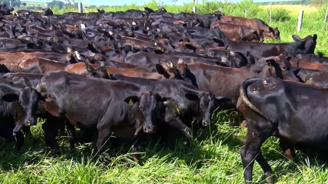 Lote 01CA