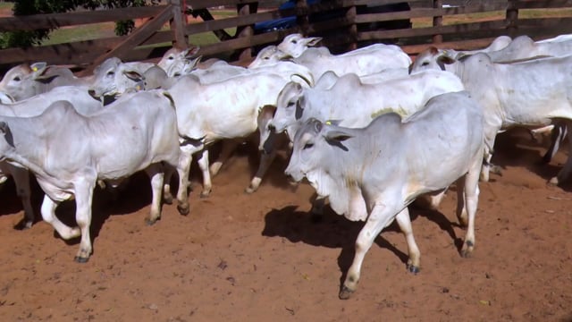 Lote 02CA