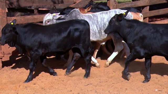 Lote 03CA