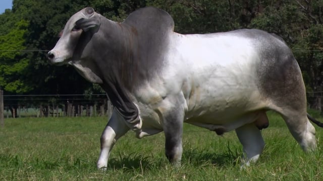 Lote 08