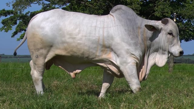 Lote 09