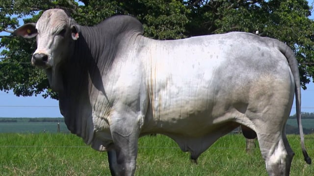 Lote 26