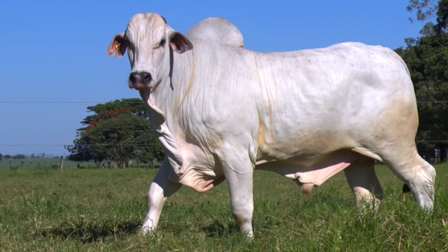 Lote 30