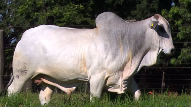 Lote 41