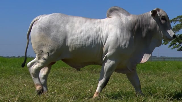 Lote 43