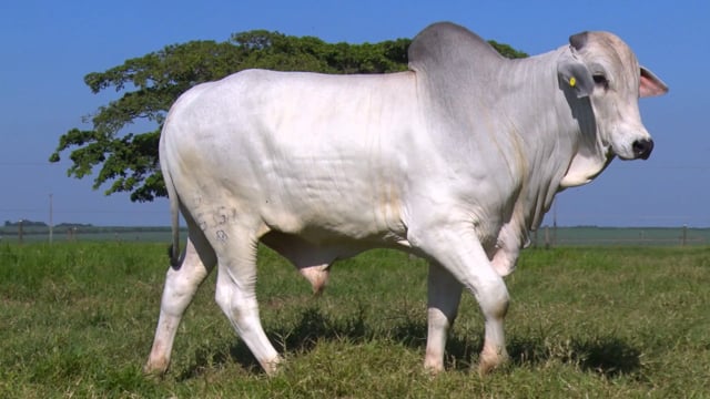 Lote 44
