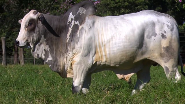 Lote 46