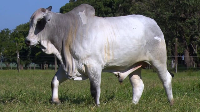 Lote 47