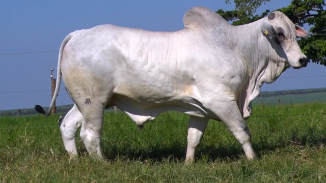 Lote 49