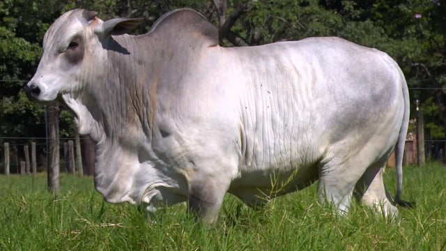 Lote 50