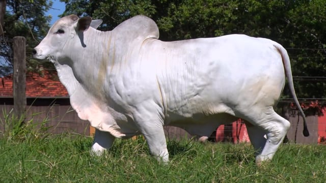 Lote 55