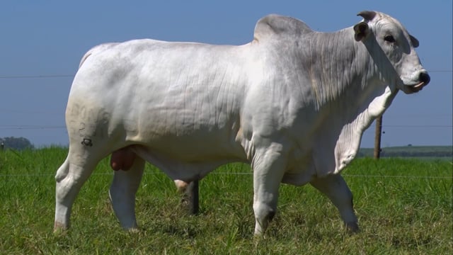 Lote 61