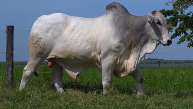 Lote 64