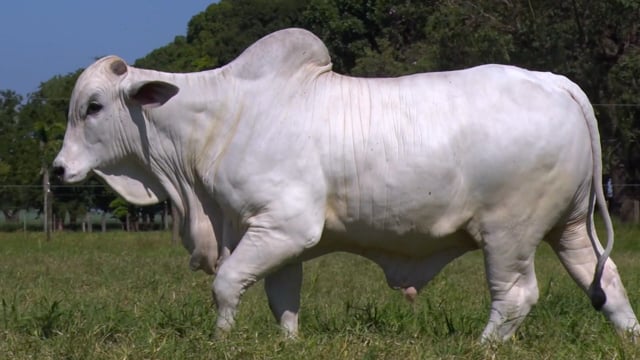 Lote 68