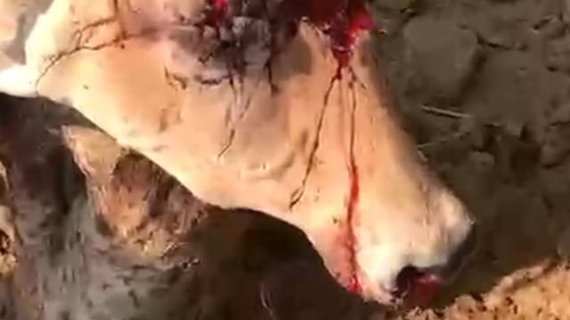मथुरा के राया क्षेत्र का मामला अज्ञात वाहन ने मारी टक्कर गो माता लू लुहान 