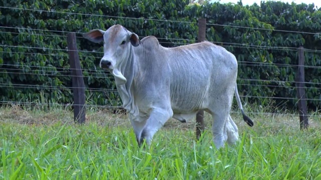 Lote 02