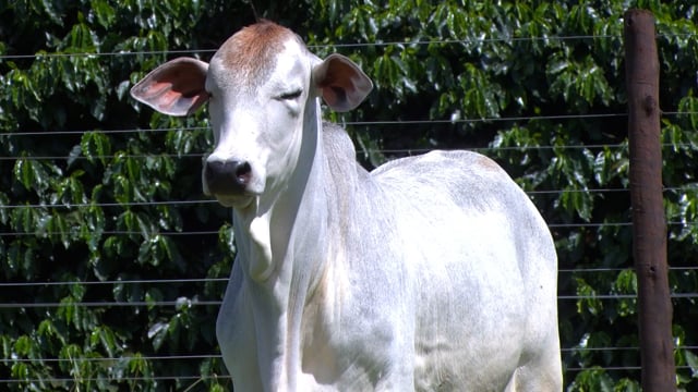 Lote 03