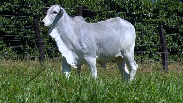 Lote 07