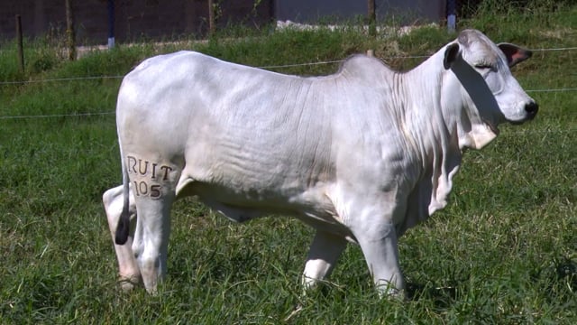 Lote 08