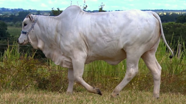 Lote 19