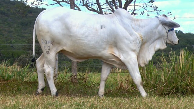 Lote 20