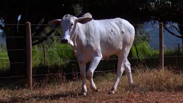 Lote 22