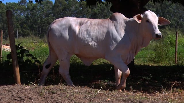 Lote 23