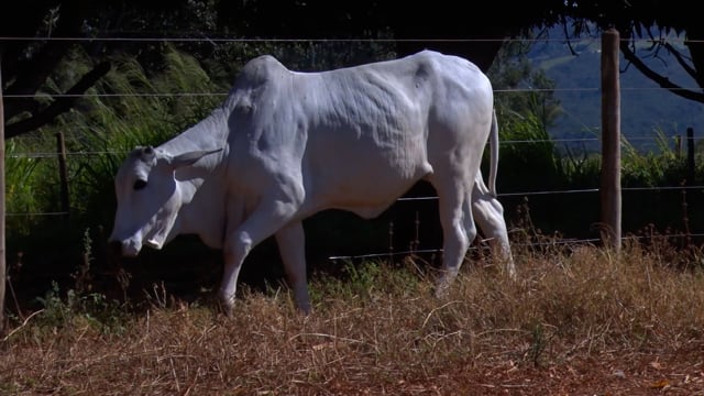 Lote 24