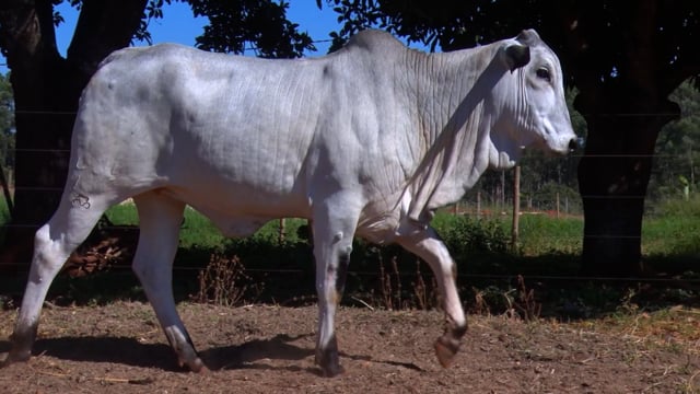 Lote 26