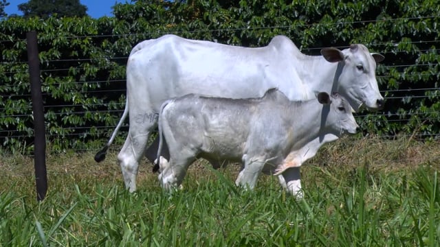 Lote 33