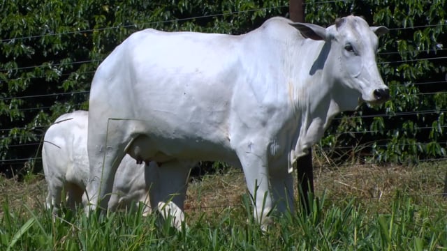Lote 34