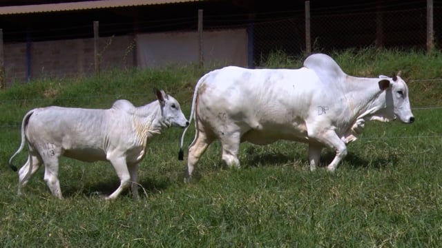 Lote 39