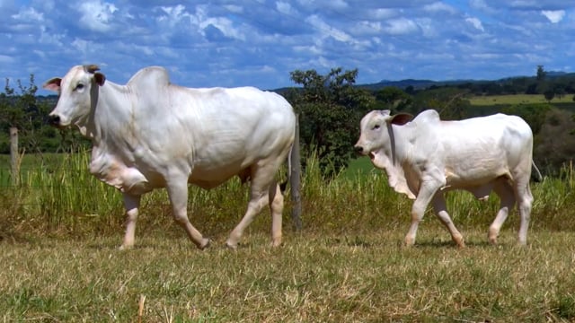 Lote 44