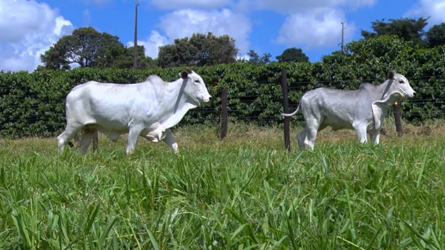 Lote 45