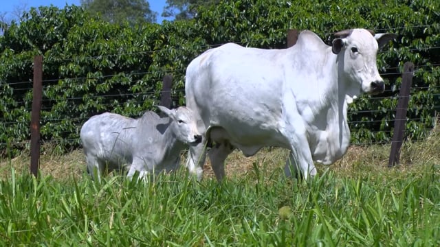 Lote 46
