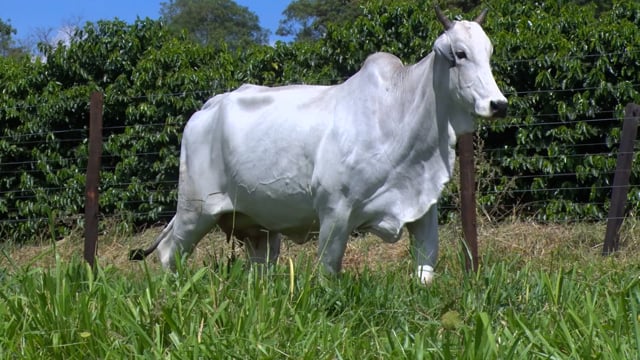 Lote 49