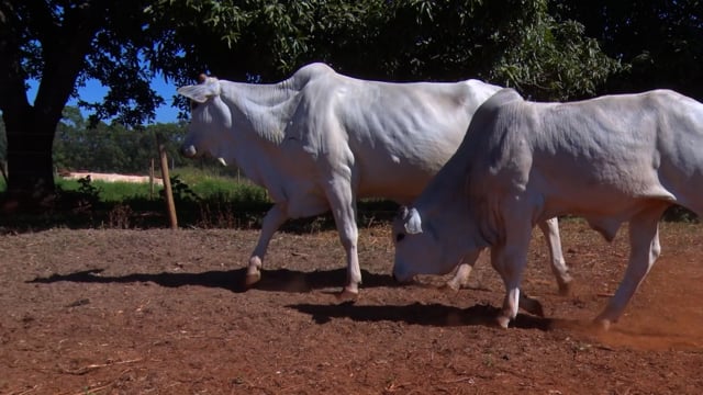 Lote 50