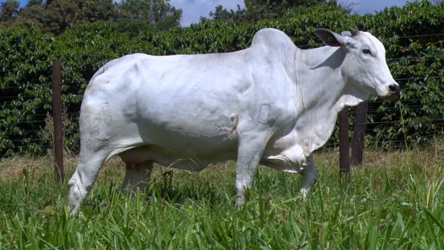 Lote 52