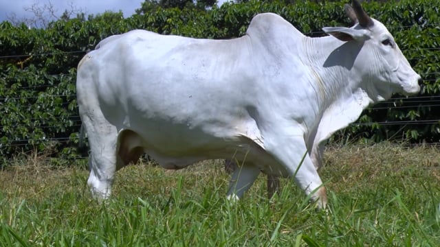 Lote 53